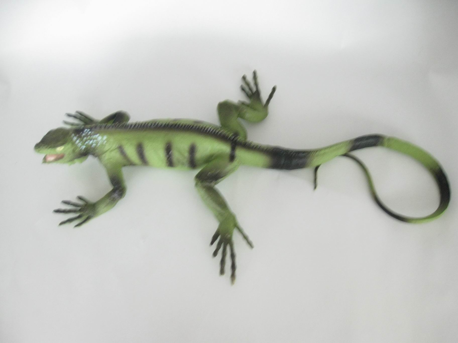 A lizard