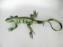A lizard