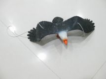 eagle